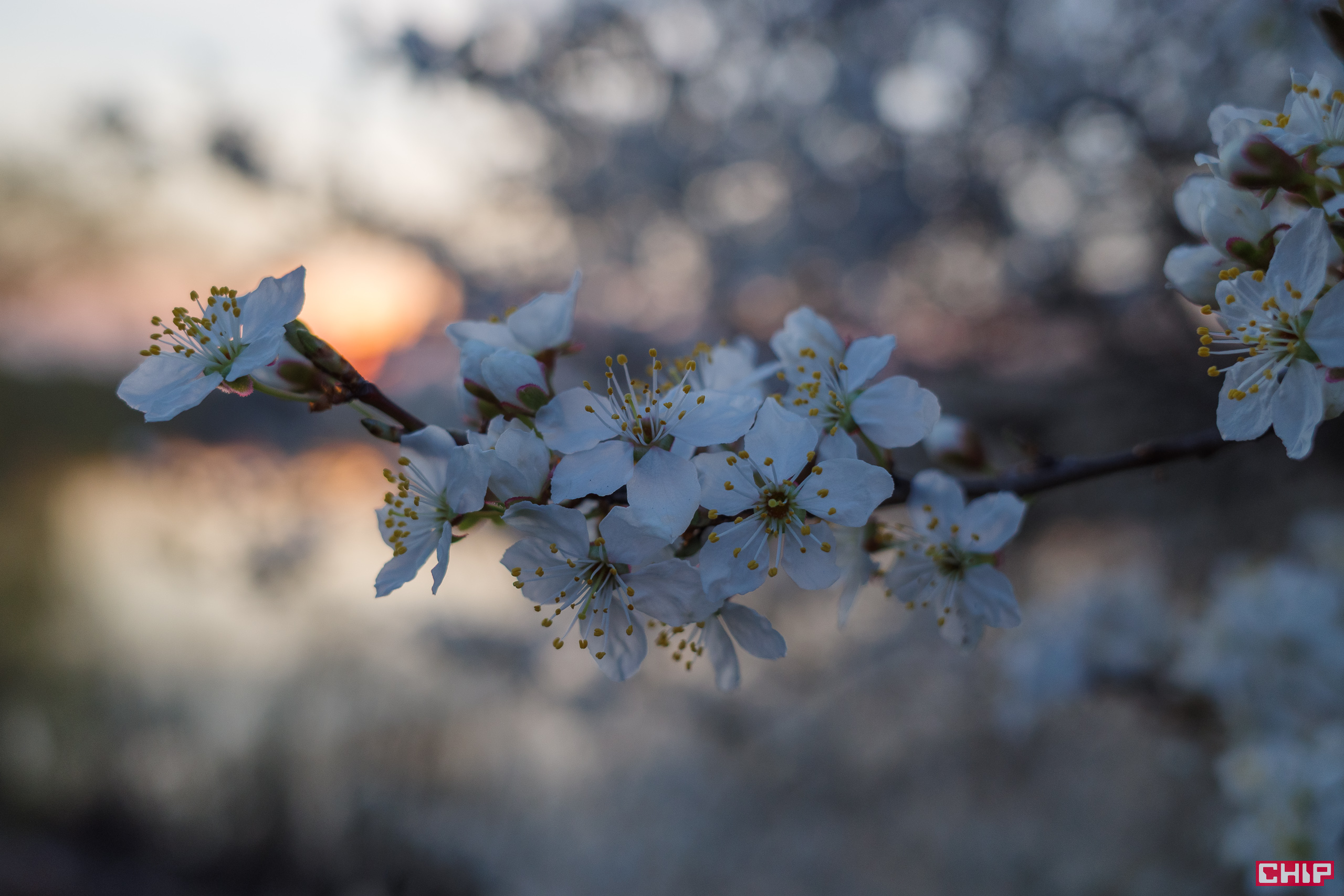 Ricoh GR III Street Edition