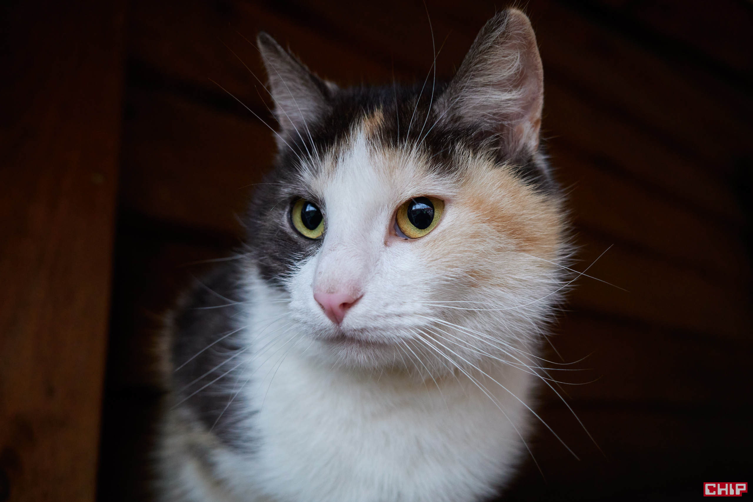 Ricoh GR III Street Edition