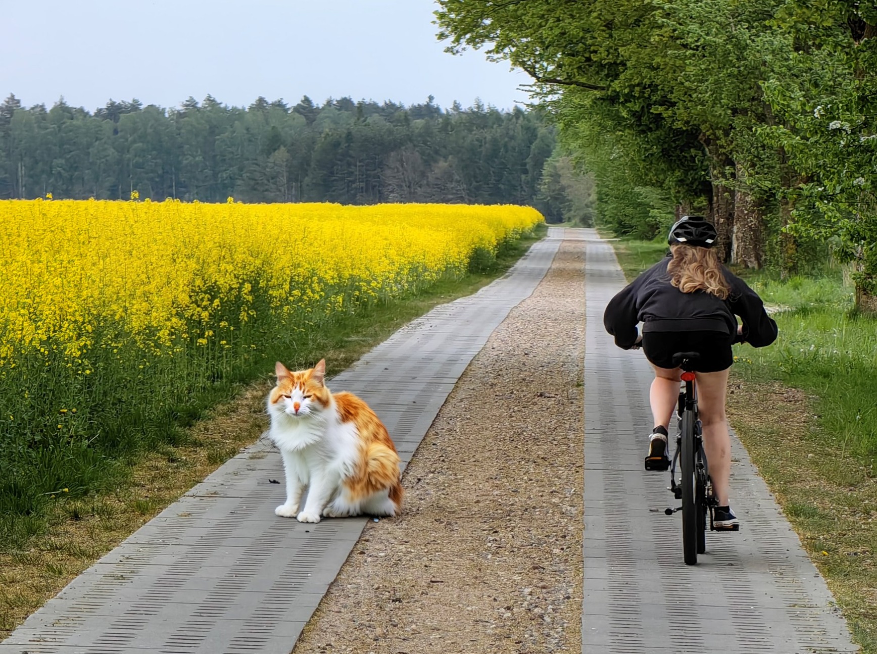 Obraz zmieniony przez AI Adobe