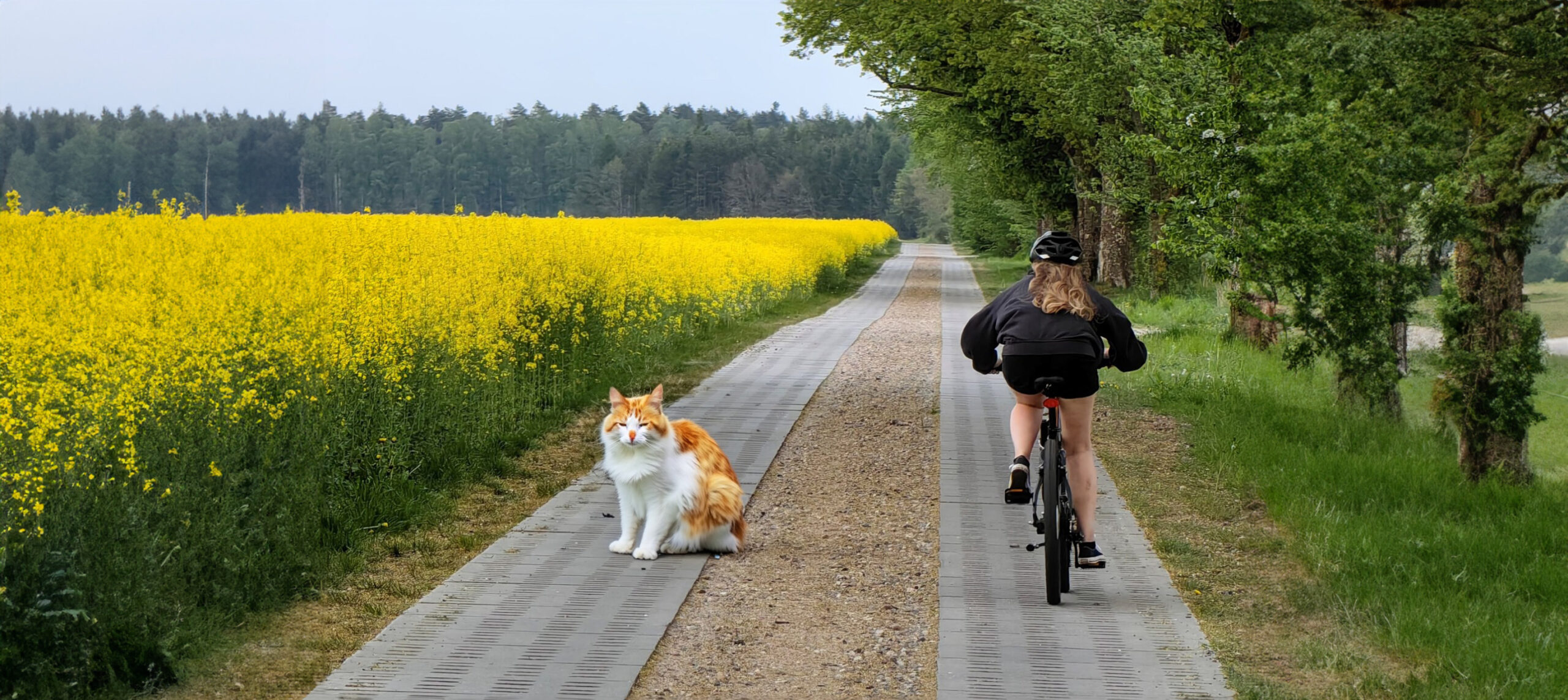 Obraz rozszerzony przez AI Adobe