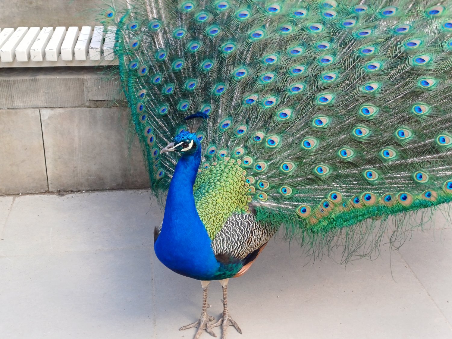 Przykładowe zdjęcie Samsung Galaxy A34 5G - 2x zoom