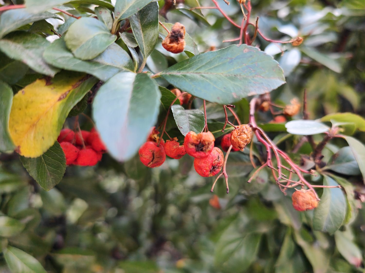 OPPO Find X5 Pro - przykładowe zdjęcie z włączonym AI