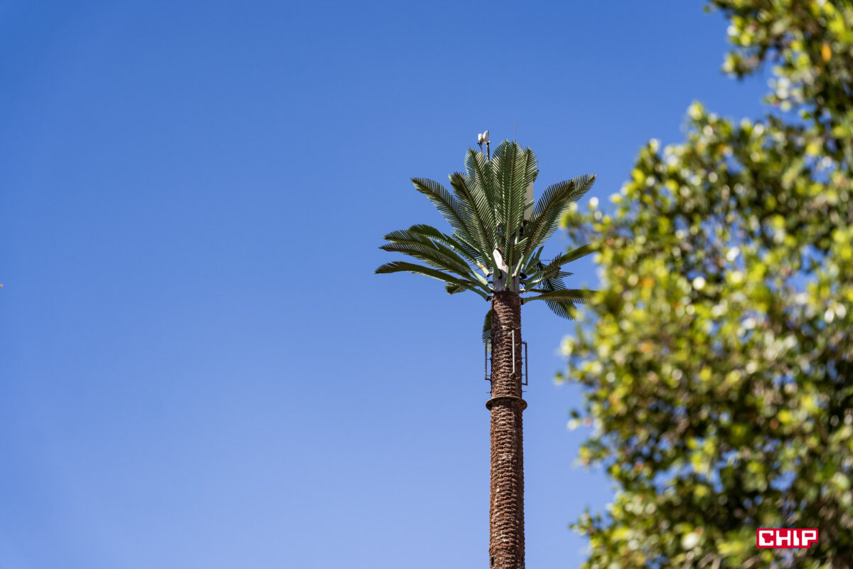 W Marrakeszu są sztuczne palmy. Potrzebujemy takich w Polsce