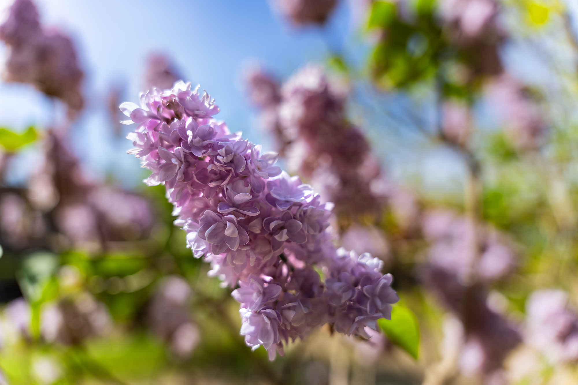 Sigma 24-70 mm f/2.8 DG DN II