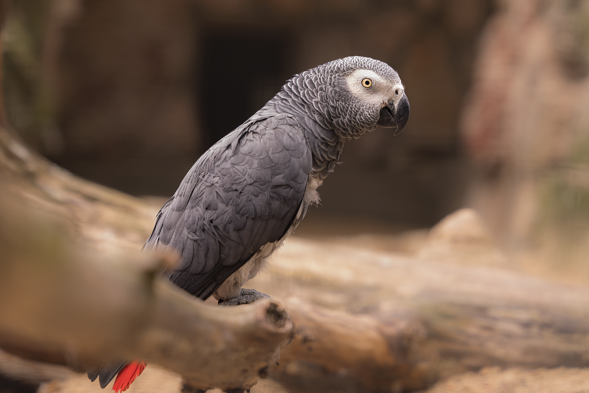 Sigma 24-70 mm f/2.8 DG DN II