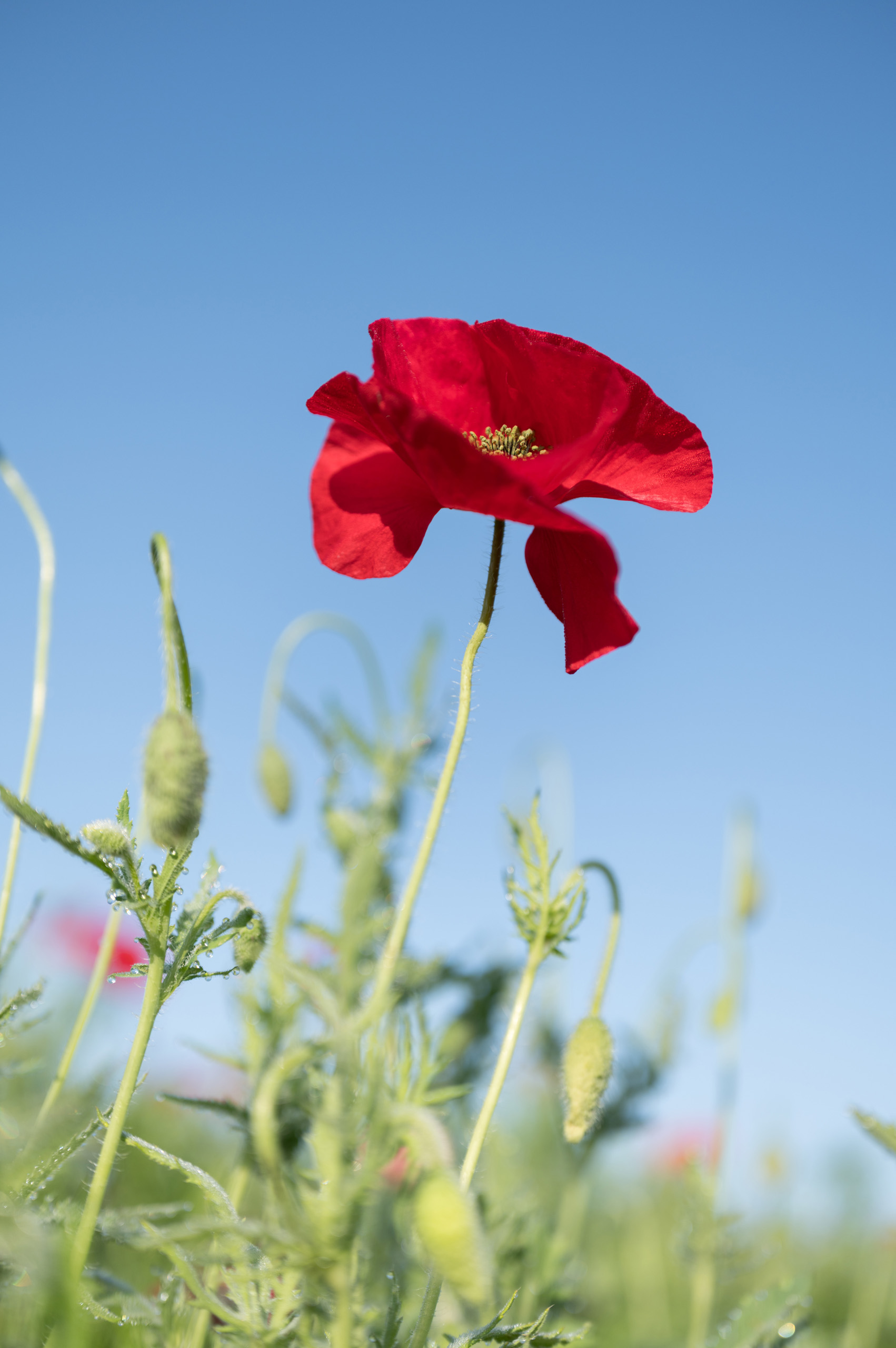 Sigma 28-45mm f/1.8 DG DN Art