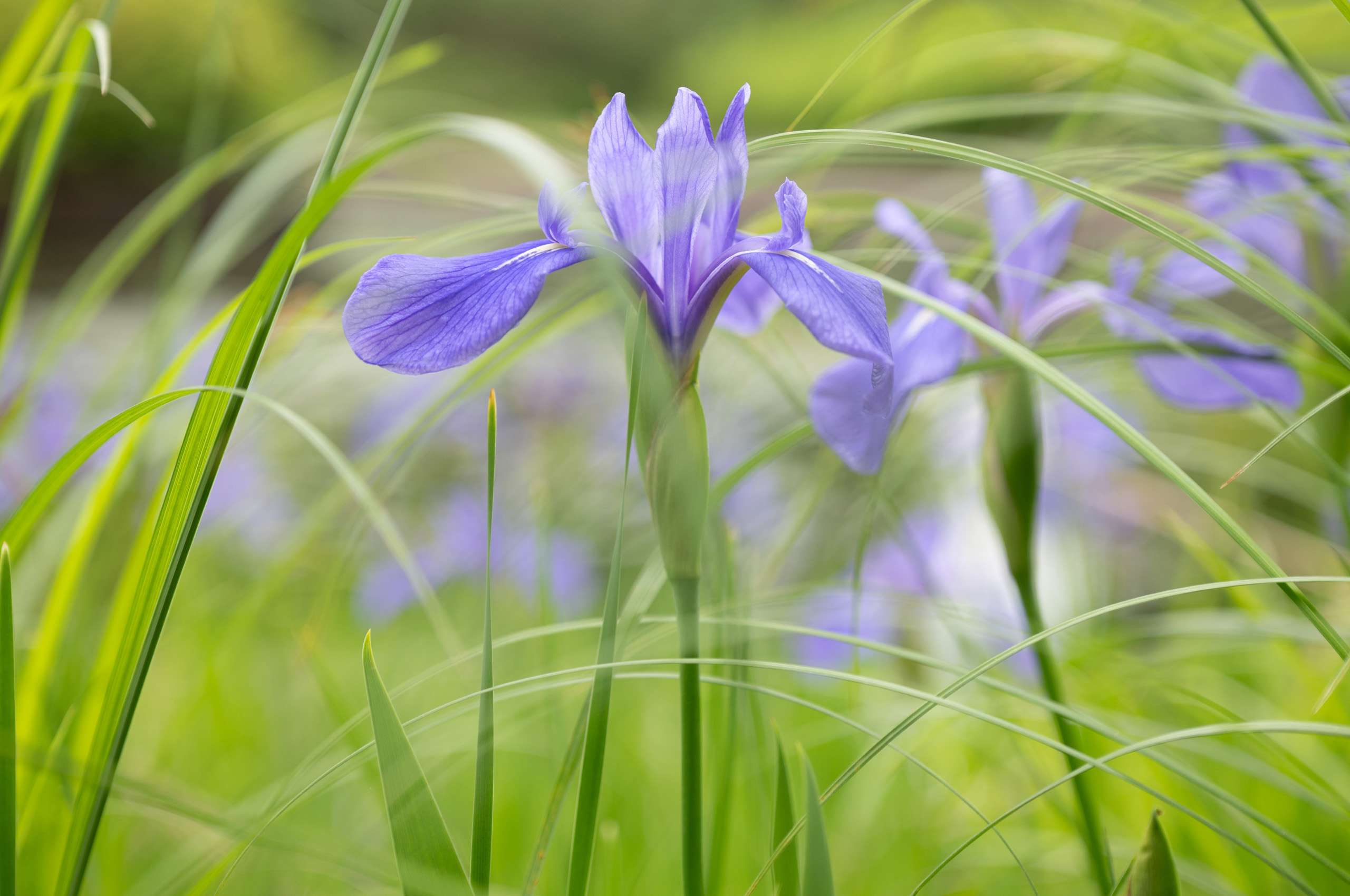 Sigma 28-45mm f/1.8 DG DN Art