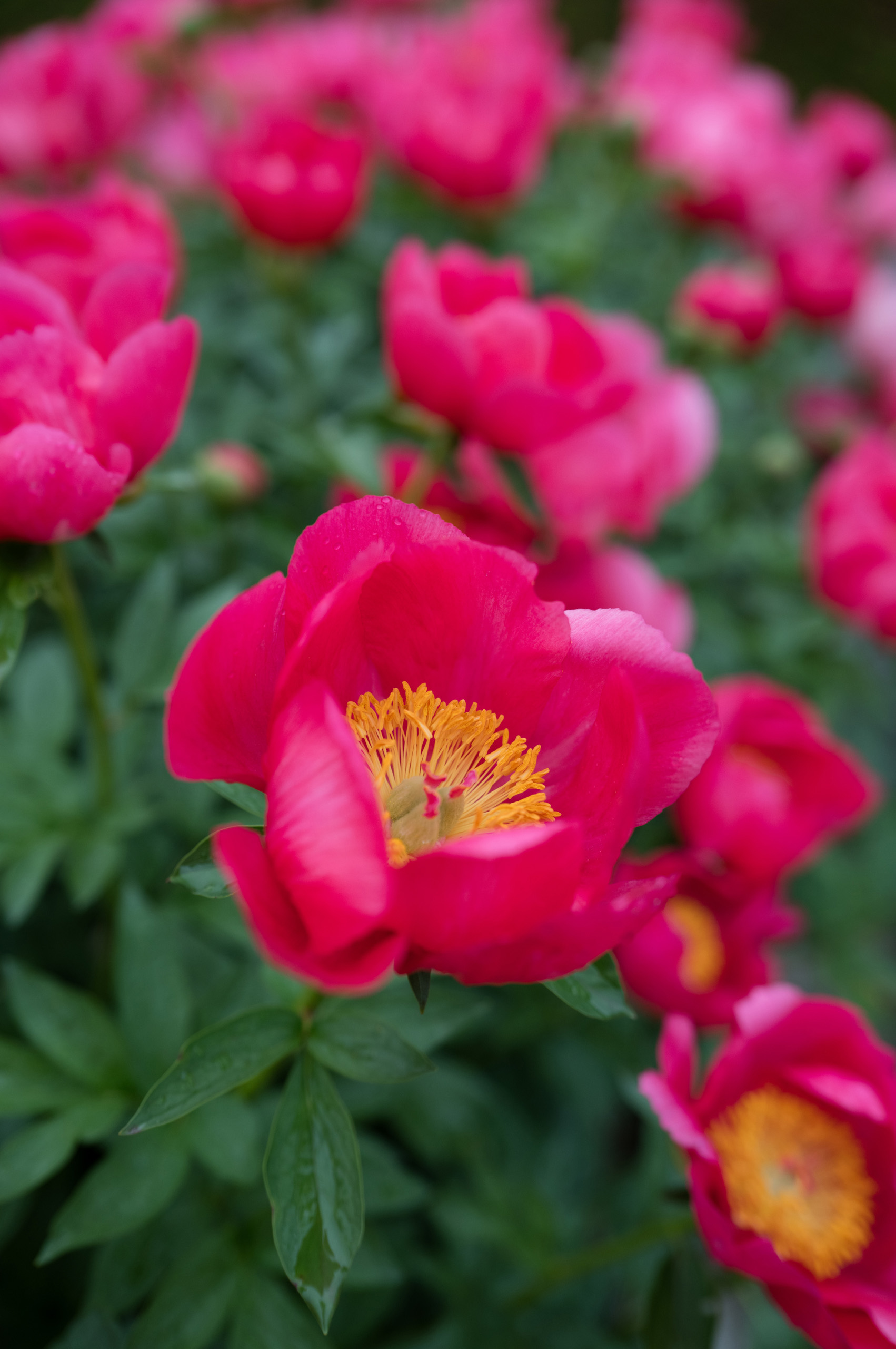 Sigma 28-45mm f/1.8 DG DN Art