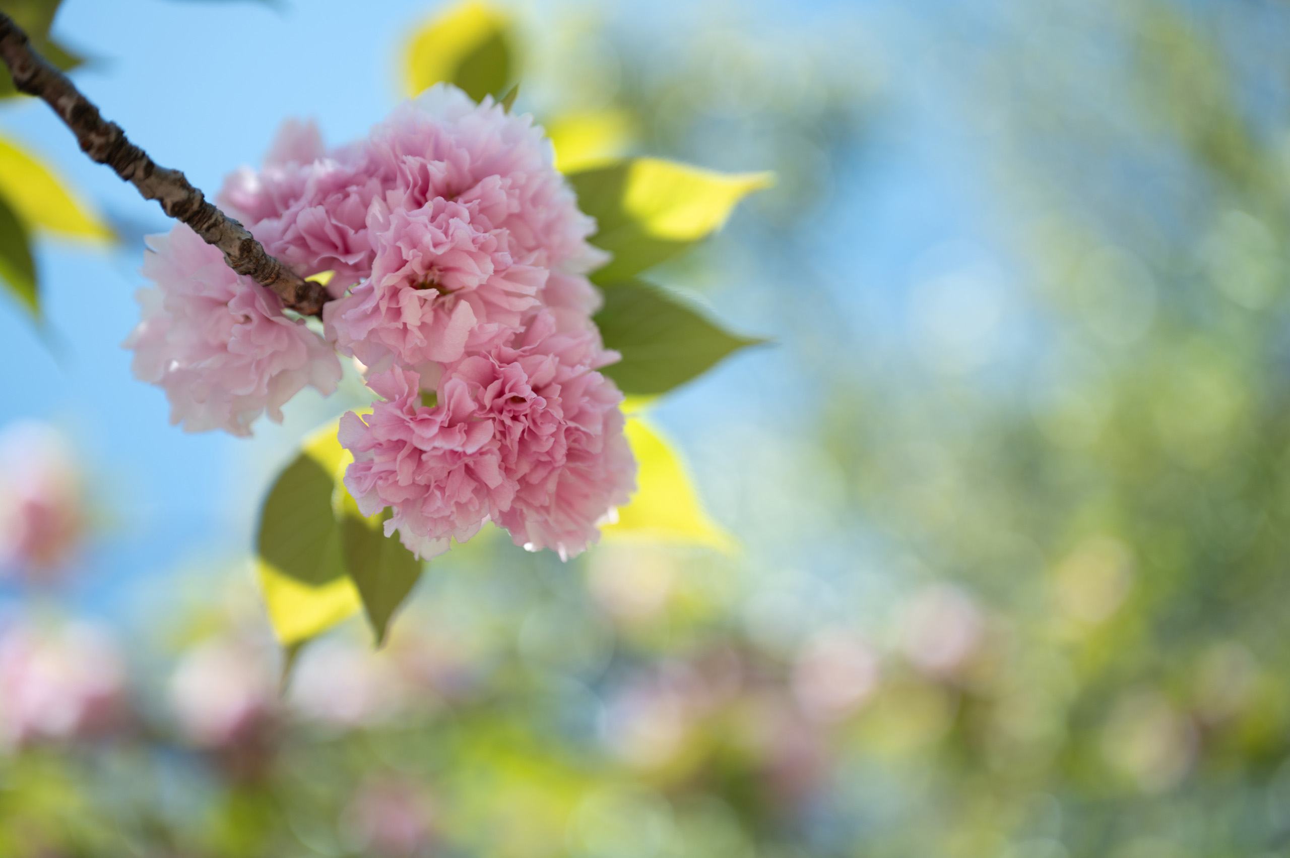 Sigma 28-45mm f/1.8 DG DN Art