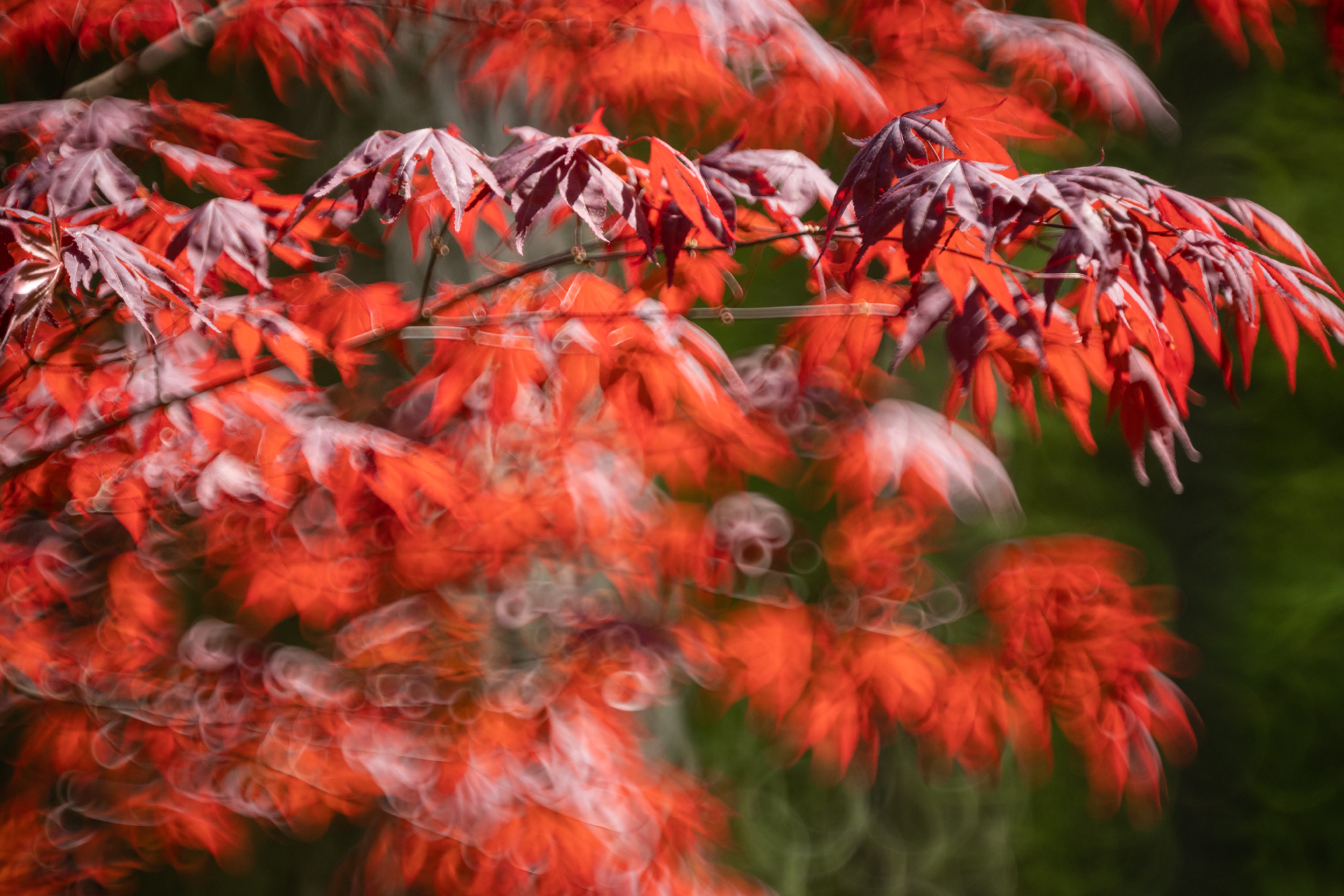 TTArtisan 250 mm f/5.6