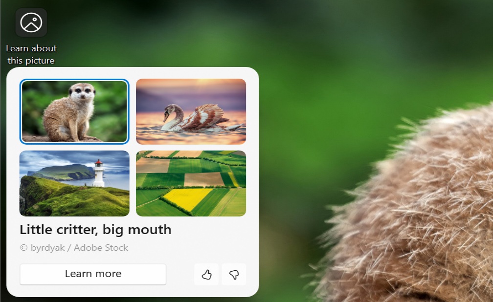 Windows 11 Spotlight