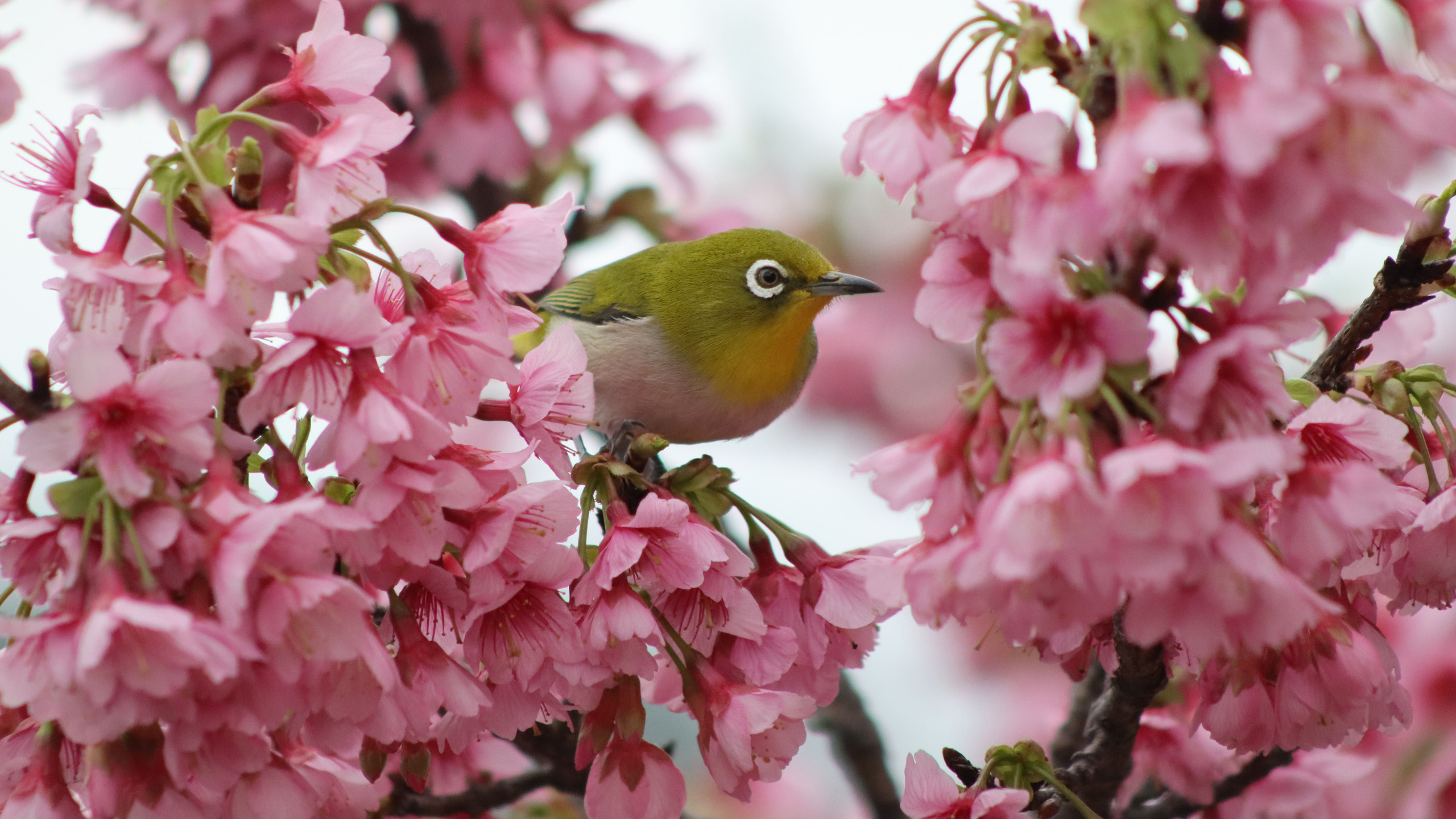 Canon RF 75-300mm f/4-5.6