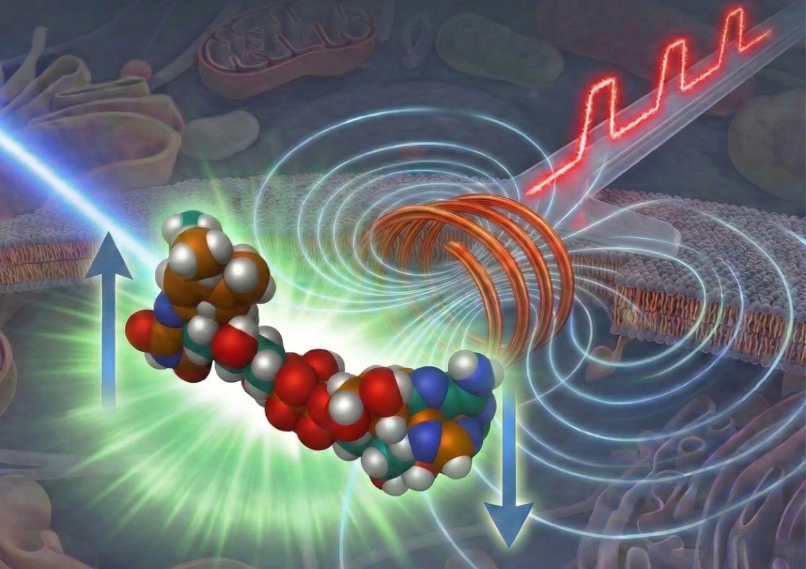 Ludzkie oko go nie widzi, ale nowa technologia pozwoliła dostrzec ten niezwykły świat