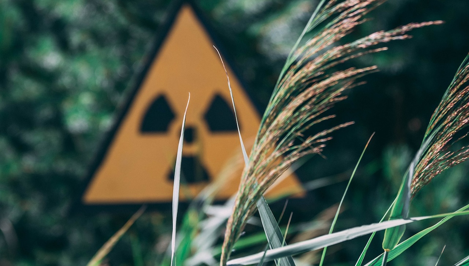 Nowa tajemnica Czarnobyla. Niebieskie psy w Strefie Wykluczenia to nie fake, a “coś obrzydliwego”