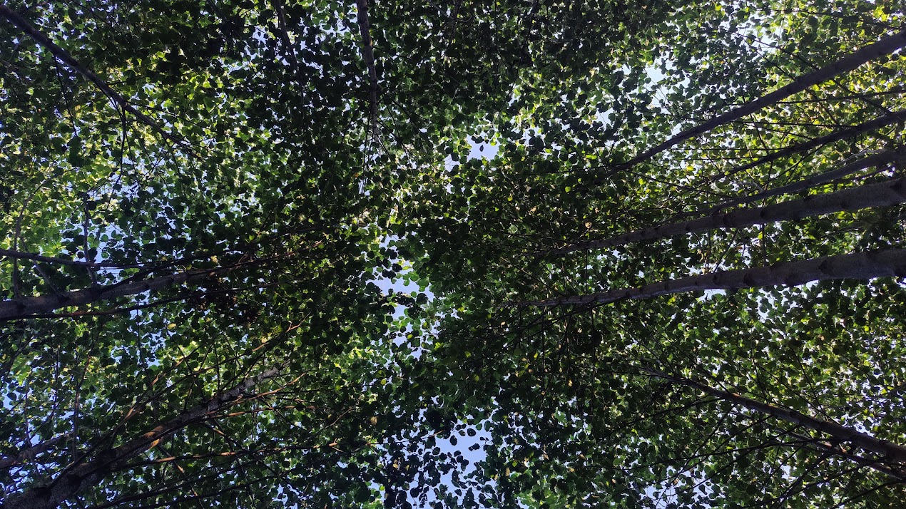 Potęga drewna, o której nikt nie miał pojęcia. Czy ten materiał zrewolucjonizuje budownictwo?