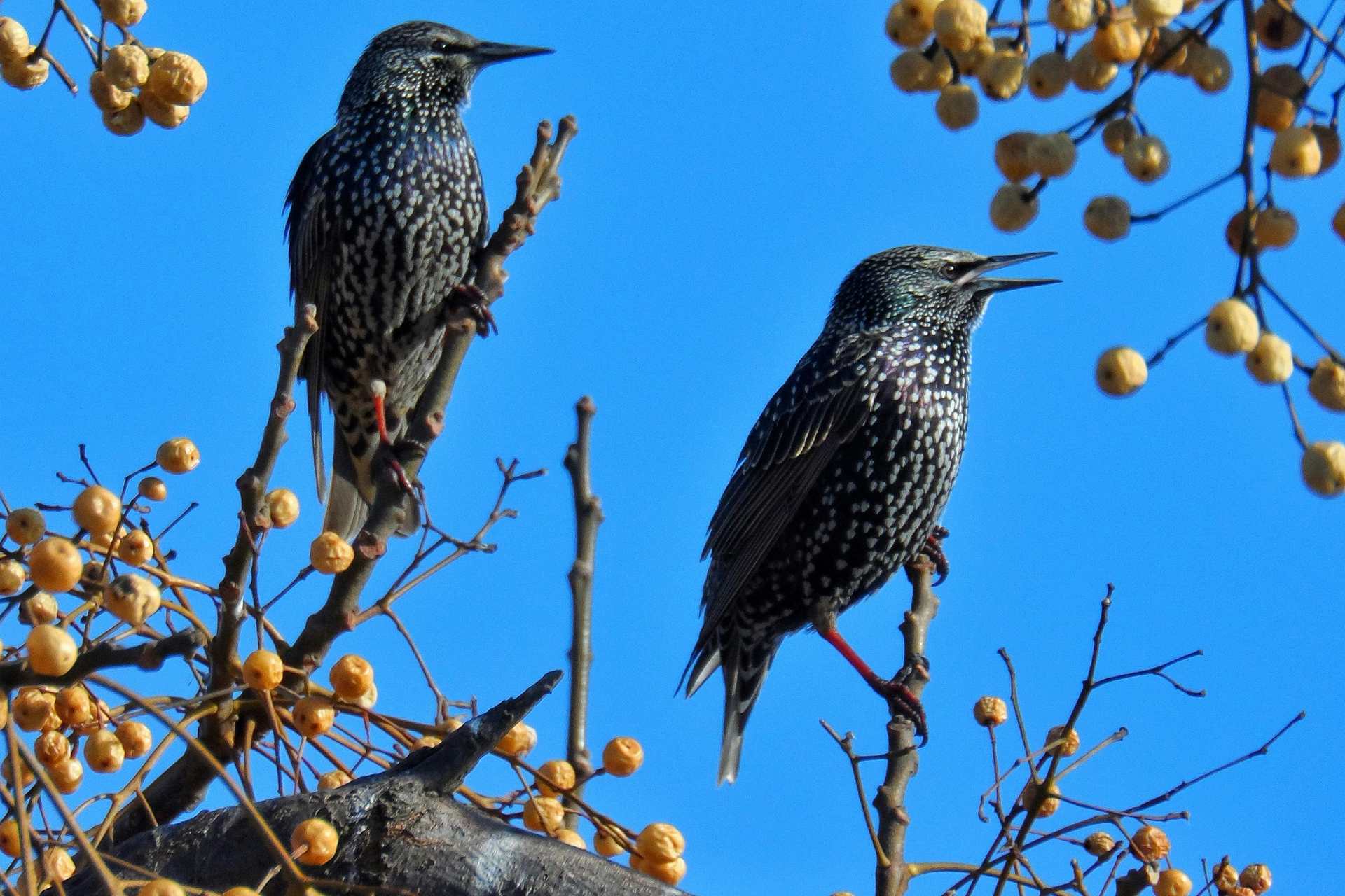 Przechowaj dane na… ptaku. Jak szpak posłużył do transferu plików?