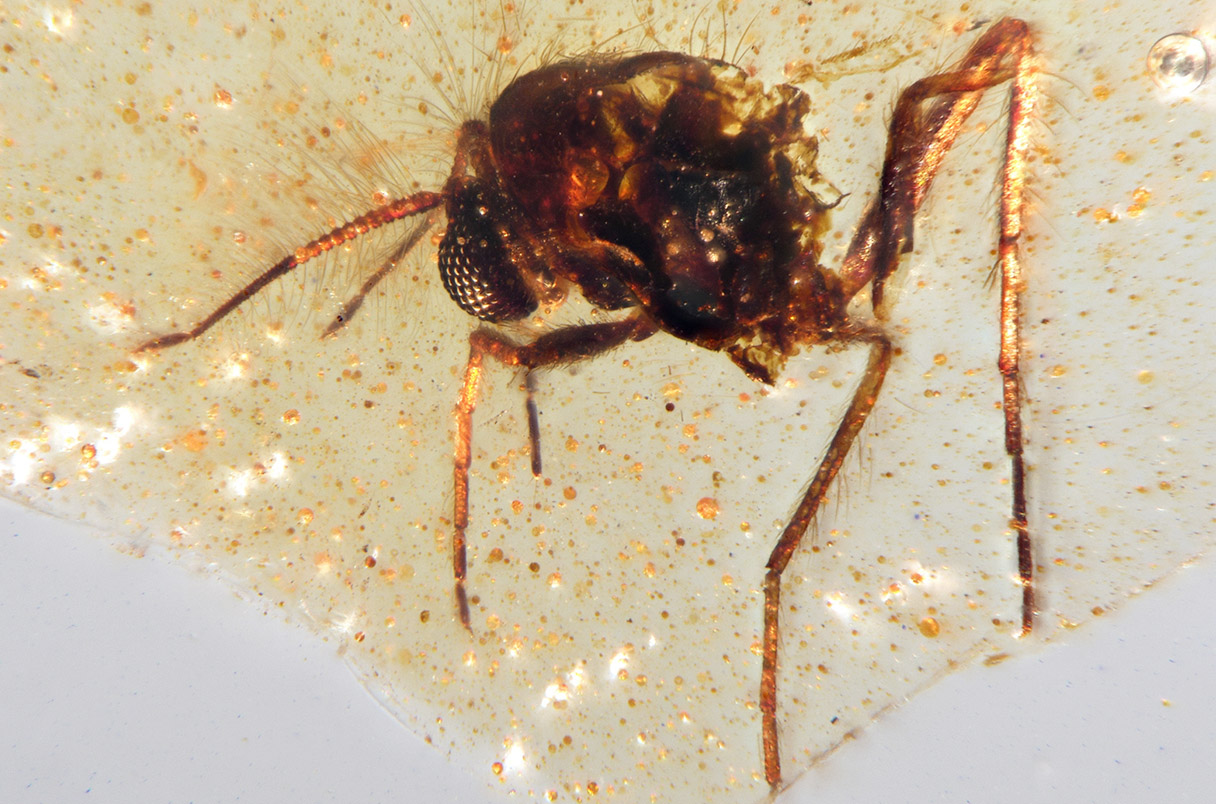 W Ekwadorze odkryto bursztyn sprzed 112 milionów lat, który zawiera kompletny ekosystem