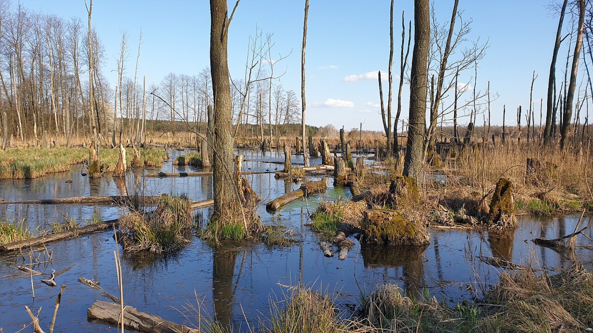 Bagna ratują wodór. Zwykły torf ma szansę wyrzucić platynę z ogniw paliwowych
