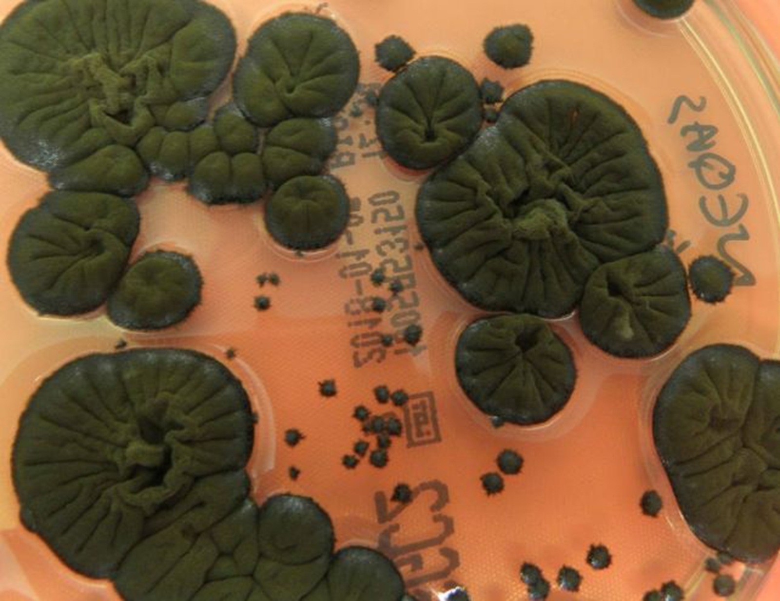 Grzyby z Czarnobyla wykształciły nadludzką zdolność. Ewolucja w miejscu katastrofy płata naukowcom figle