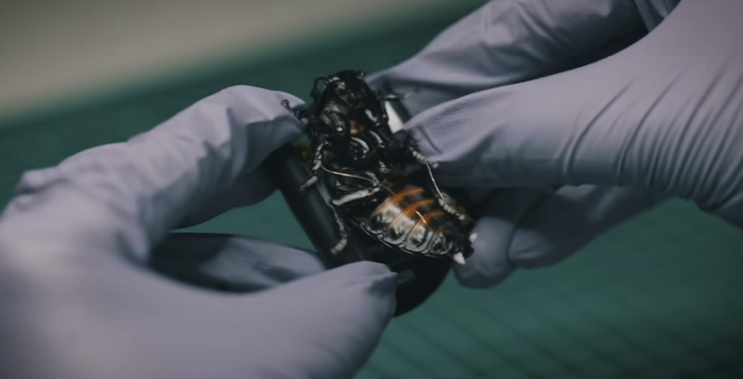 Niemcy wypuścili w teren rój wojskowych cyborg-owadów. NATO już za to płaci