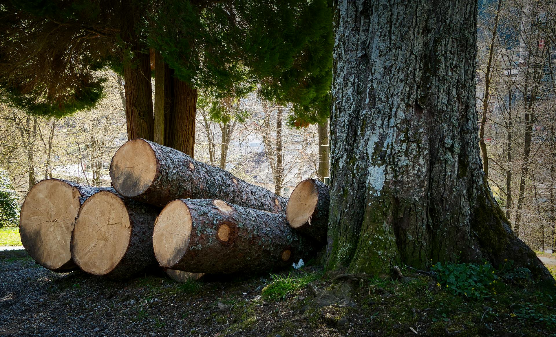 Brzmi jak pomyłka, ale działa. Naukowcy wykorzystali drewno do czegoś niezwykłego