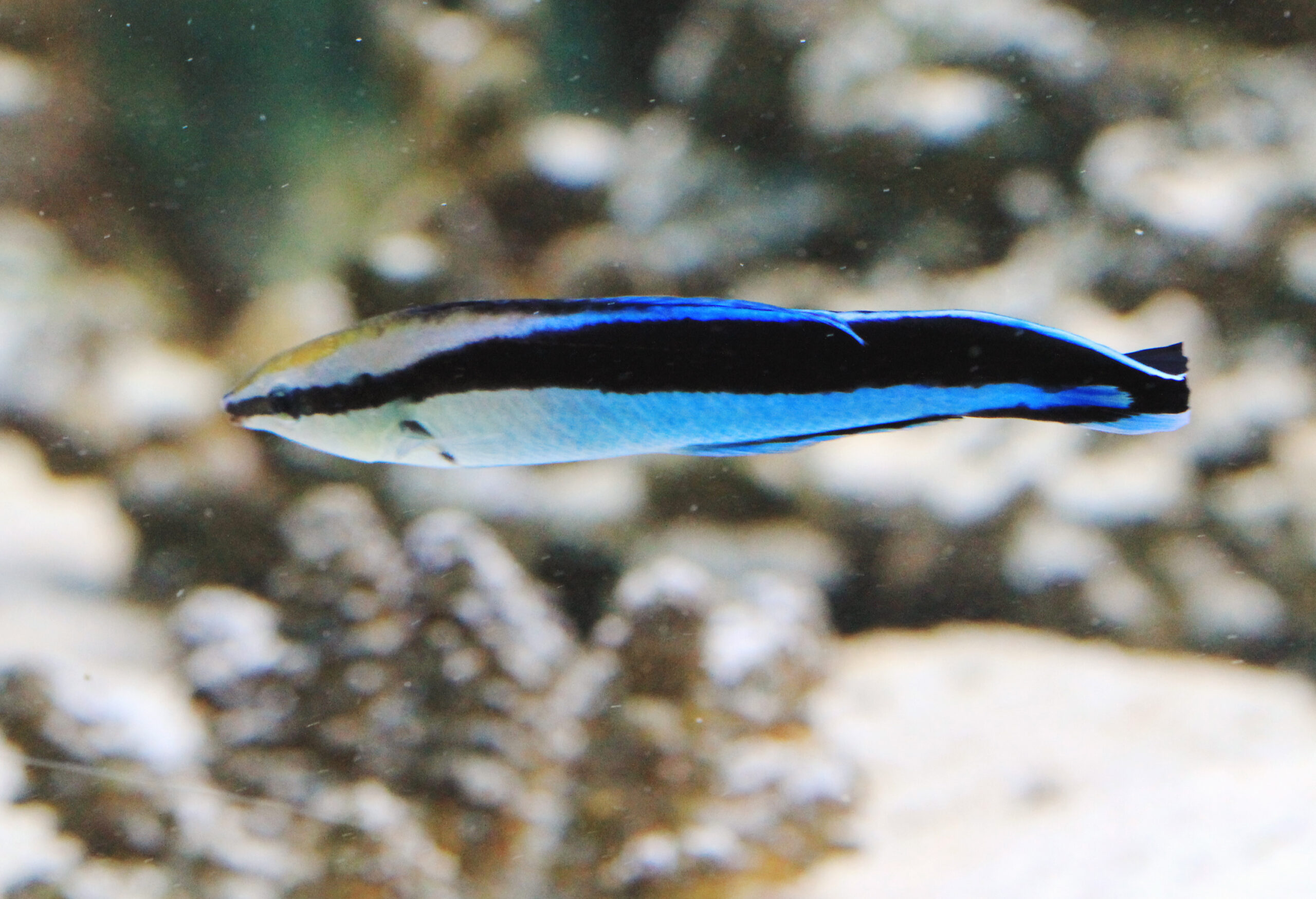 Ryba z inteligencją na poziomie człowiekowatych. Przeszła trudny test poznawczy