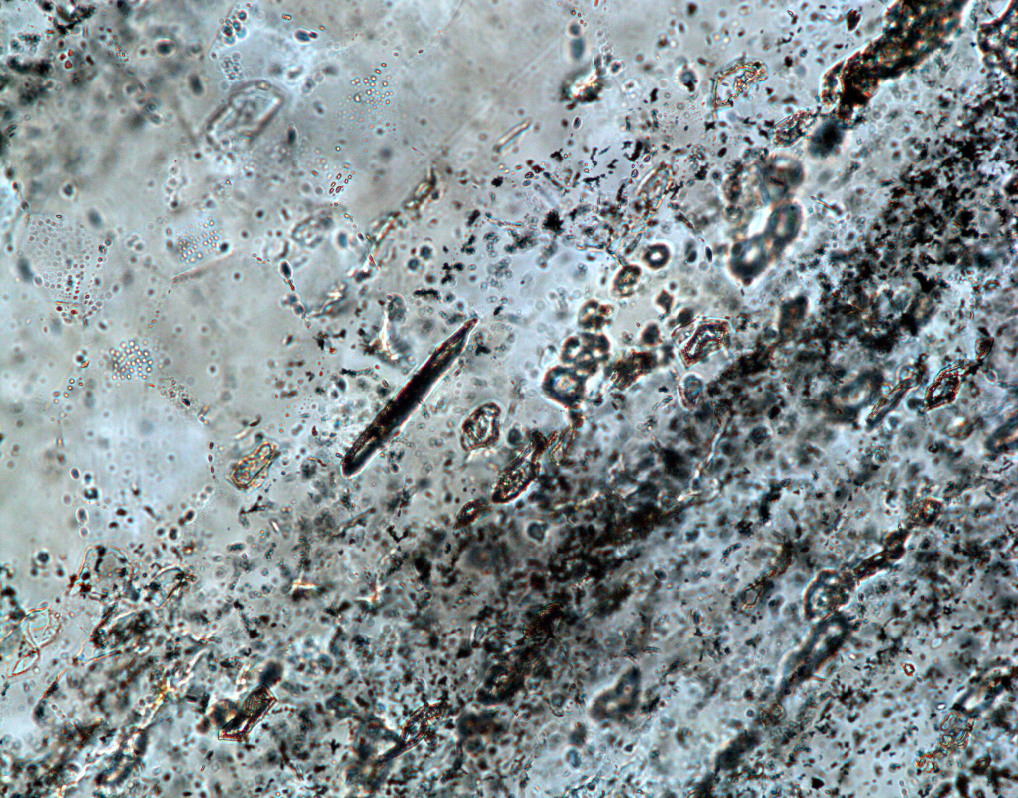 Traces of life from 3.5 billion years ago discovered in Indian rocks